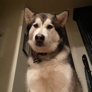 Meet your Posher, Dane